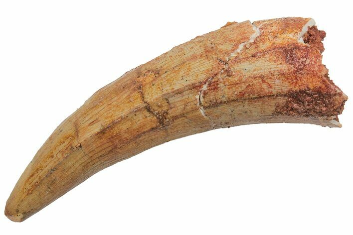 Cretaceous Fossil Crocodile Tooth - Morocco #212582